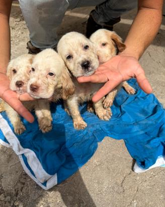 Cuccioli di Setter