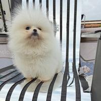 Spitz di pomerania pedigree