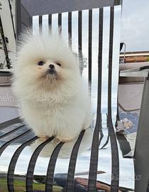 Spitz di pomerania pedigree