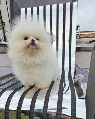 Spitz di pomerania pedigree