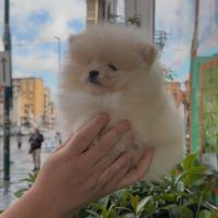 Cuccioli di linea koreana Pomerania spitz
