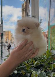 Cuccioli di linea koreana Pomerania spitz