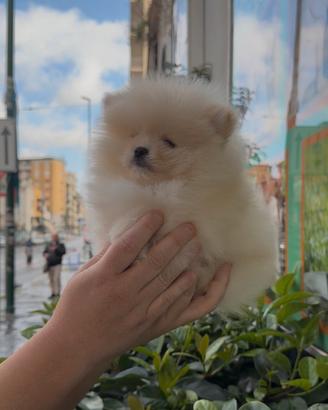 Cuccioli di linea koreana Pomerania spitz