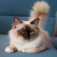 Maschio Sacro di Birmania (per accoppiamento)