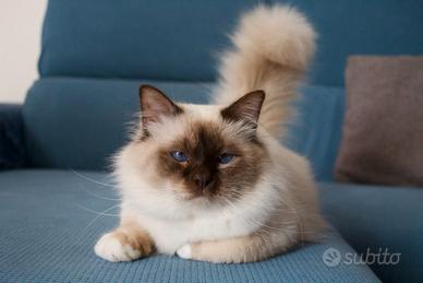 Maschio Sacro di Birmania (per accoppiamento)