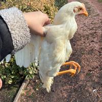 Galline livornesi