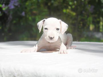 Cucciolina di Dalmata