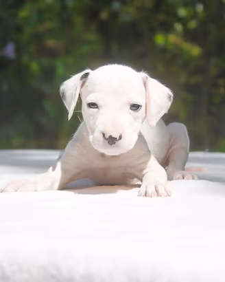 Cucciolina di Dalmata