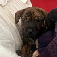 Cucciolo futura taglia media