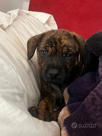 Cucciolo futura taglia media