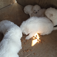 Cuccioli maremmani