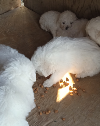 Cuccioli maremmani