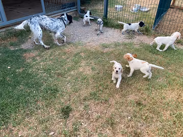 Cuccioli Setter Inglese