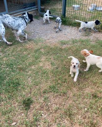 Cuccioli Setter Inglese
