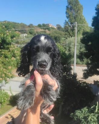 Cocker cucciolo