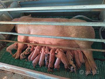 Maialini duroc petren