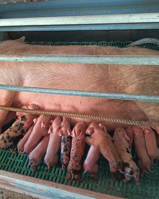 Maialini duroc petren