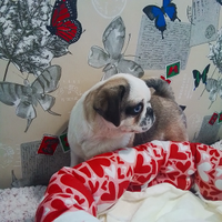 Carlino maschio tre mesi