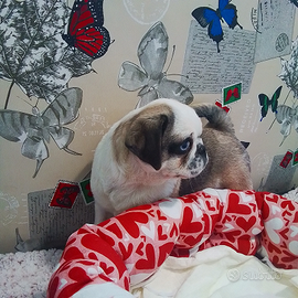 Carlino maschio tre mesi