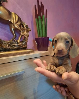 Cuccioli di bassotto Isabel