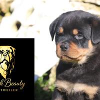 Rottweiler cuccioli