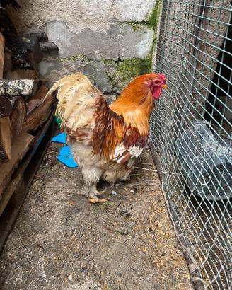 Brahma gallo