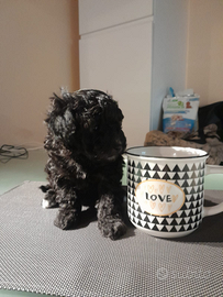 Barboncino Toy grigio