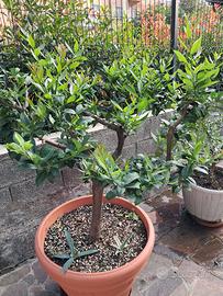 pianta limone in vaso