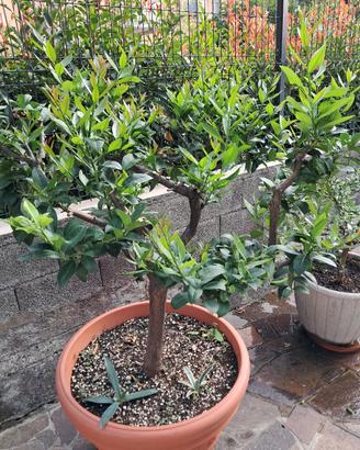 pianta limone in vaso