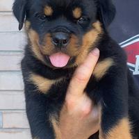 Cuccioli Rottweiler pedigree
