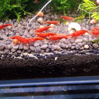 Neocaridine caridine gamberetti rossi