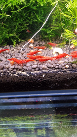 Neocaridine caridine gamberetti rossi