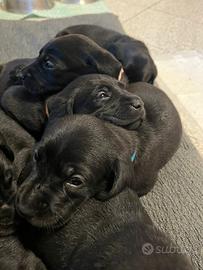 Working Labrador Retriever