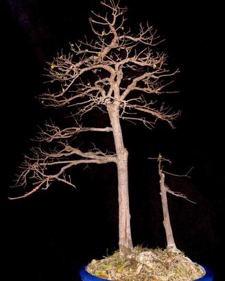 Bonsai di olmo