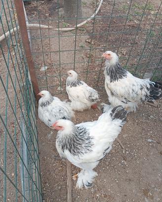 Galline e galline brahma