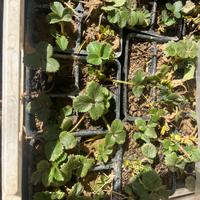 Piante di fragole in zolla