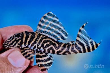 L 333 Hypancistrus sp. - discus loricaridi