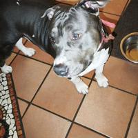 American Pitbull terrier