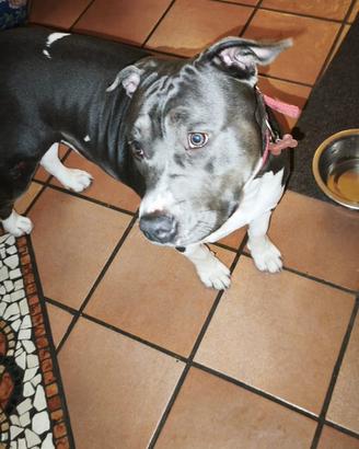 American Pitbull terrier