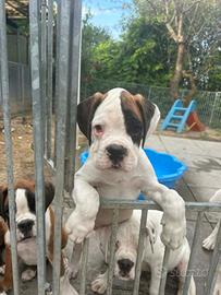 Stupendo cucciolo di boxer bianco
