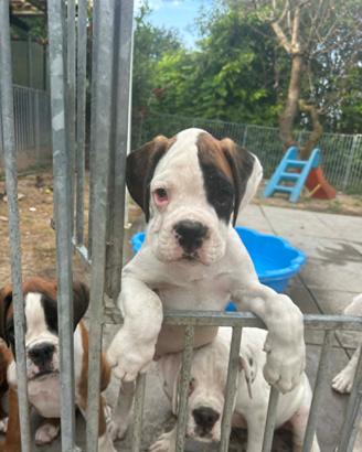 Stupendo cucciolo di boxer bianco