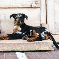 Cucciola PASTORE di BEAUCE arlecchino