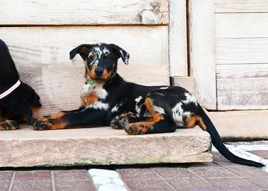 Cucciola PASTORE di BEAUCE arlecchino