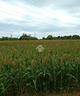 ter-agricolo-a-ravenna