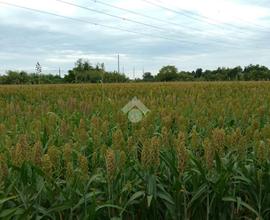 TER. AGRICOLO A RAVENNA