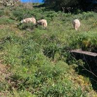 Agnello da riproduzione