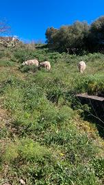 Agnello da riproduzione