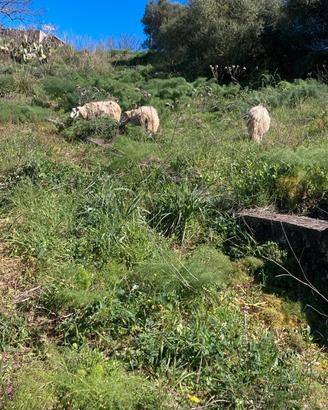 Agnello da riproduzione