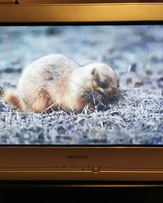 TV SAMSUNG CRT 32'' DOLBY SURROUND - RETRO GAMING!