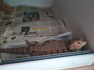 pogona+teca 